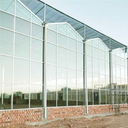 金纳 venlo型 玻璃温室 建筑商 农业日光 玻璃温室 建筑商