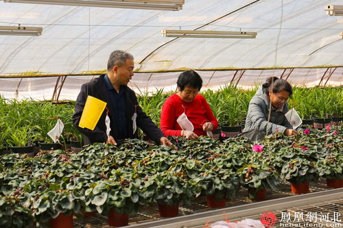 花卉种植专家边光亚 十年坚守 让太行山开满 致富花